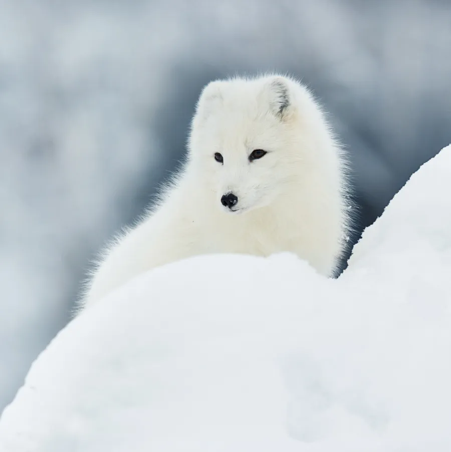 Staňte sa dobrovoľníkom v projekte Fjällräven Save the Artic Fox