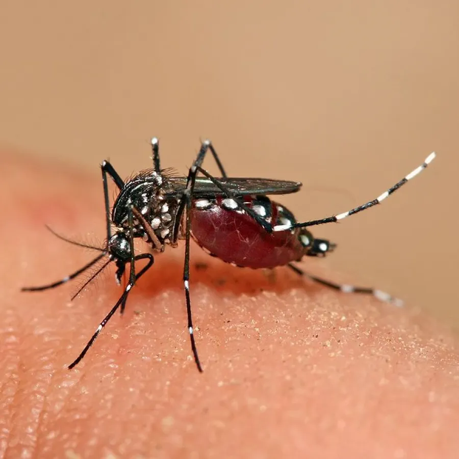 Užitočné informácie ohľadom vírusu Zika